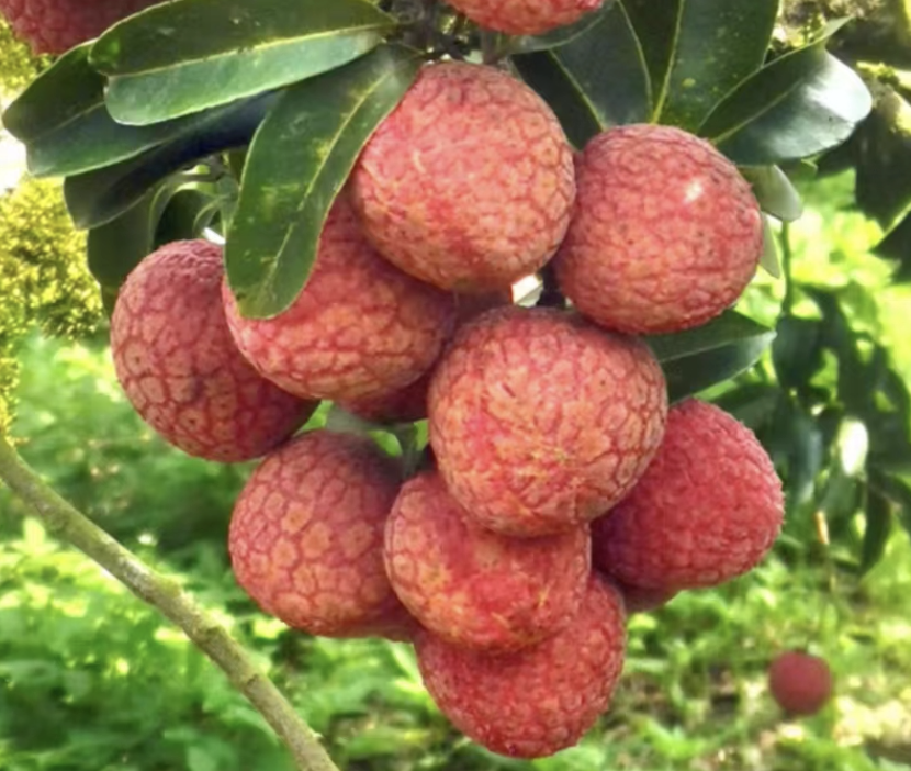 300吨"冻眠"荔枝上市!广东网友吵翻!你会买吗?