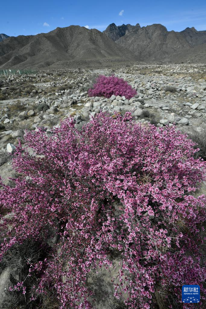 蒙古扁桃绽放贺兰山下