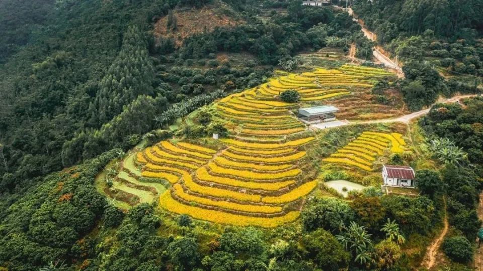 惠州"最炫民族风"!惠东九龙峰举办首届"三月三"畲族文化节