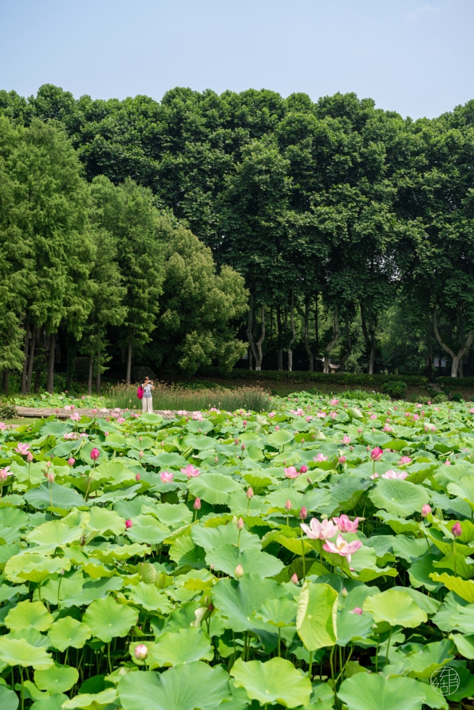 水生植物基地武汉图片