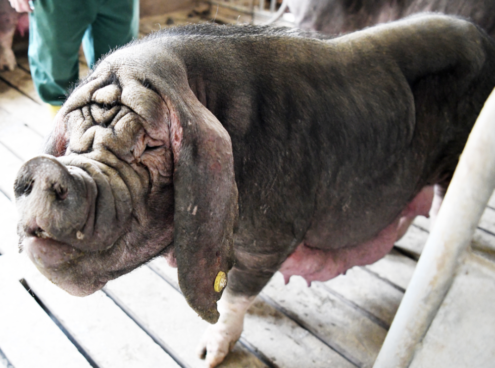 嘉定"国宝"猪种梅山猪:母猪晒太阳,公猪要"跑圈"