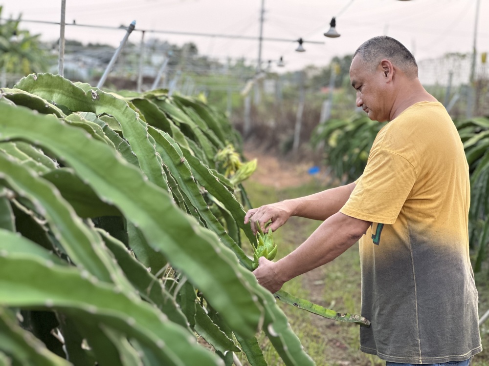 台湾果农曾钧毅在大陆的红火事业