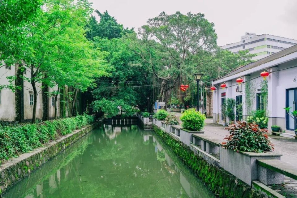 "四小园"飘出咖啡香!狮山百年古村吸引青年返乡创业