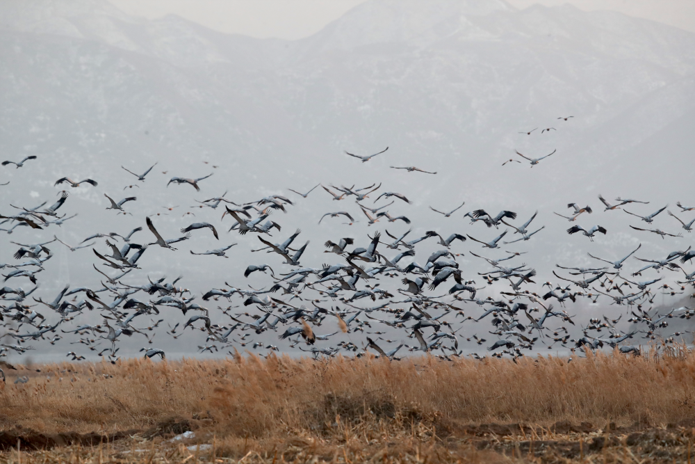 大批春季迁徙候鸟飞临官厅水库一天监测到18万只