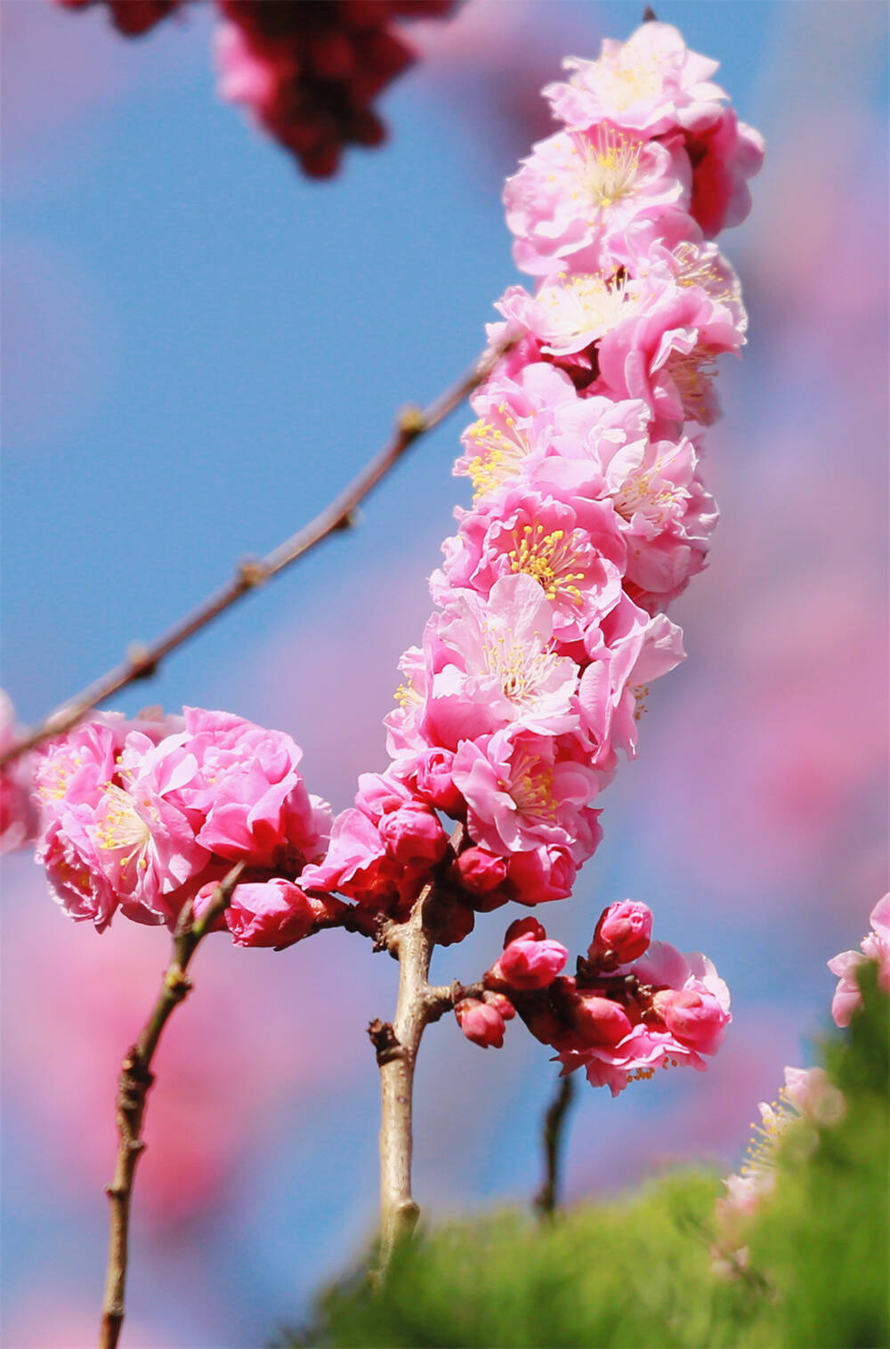 百花齐放百鸟争鸣图片图片