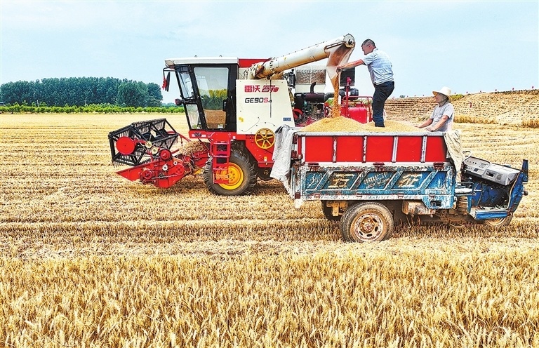 5月30日,鄢陵县彭店镇霍刘庄村群众在收割小麦.