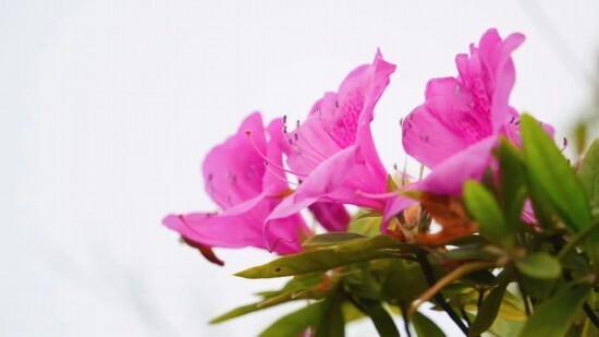 庆典活动中杜鹃花都是不可或缺的花卉之一她的花繁叶茂象征着繁荣吉祥