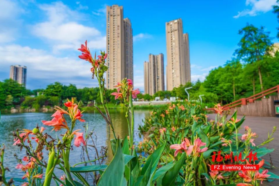 琴亭湖公园,旗山湖公园沿湖木栈道种植的美人蕉品种丰富,有黄花美人蕉