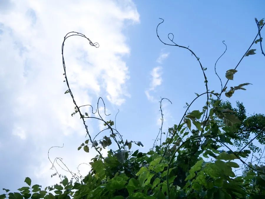 冬病夏治你真的了解吗？方式差别、日常调护全知道