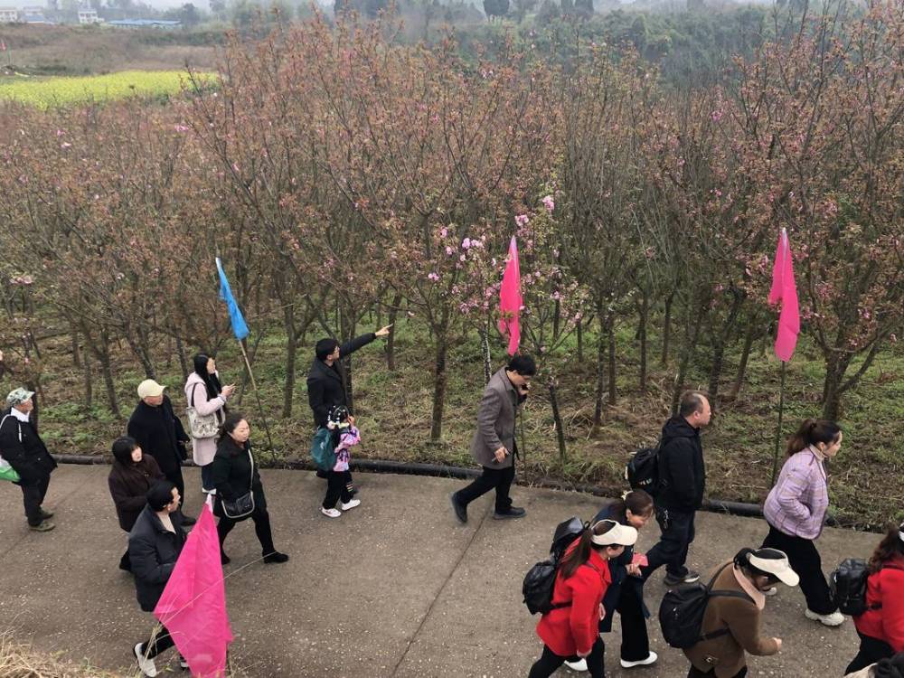 3月19日,四川省广安市岳池县白庙镇1000余亩樱花大多数含苞欲放,但前