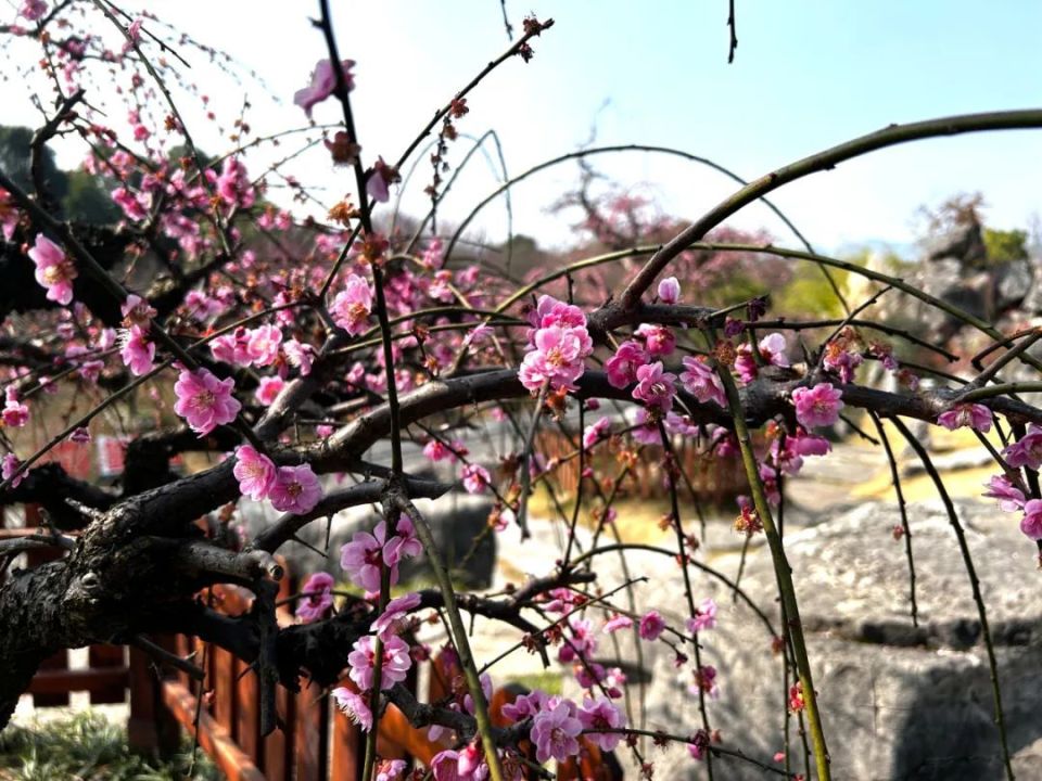 天晴好看梅快来湄潭乾艺梅园打卡