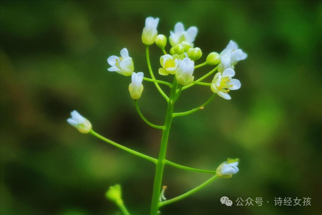 探寻《诗经》里的春光(八):荠菜花