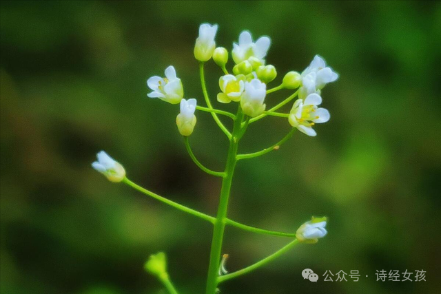 荠菜花的样子图片