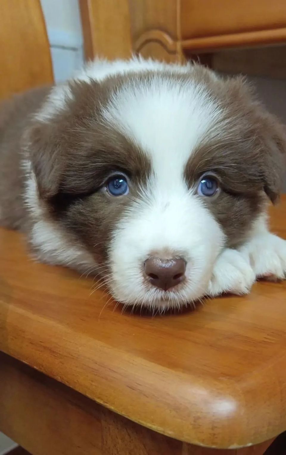 毛孩子照片评选开始!快来选出你心目中的no.1!