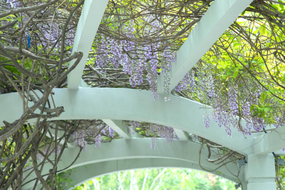 冠"的美誉紫藤花杨浦公园02紫藤花定格了春天的温柔与浪漫或围坐闲聊