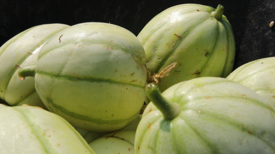 皮薄,蒂圆,络深……快来尝尝金山这里的头茬雪瓜