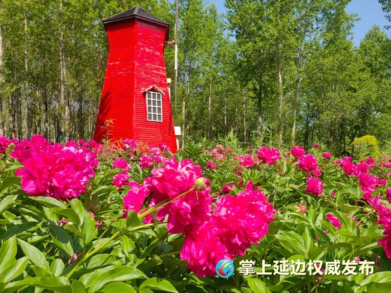 夏日浪漫正当时 龙井琵岩山4000平方米芍药花海盛放!