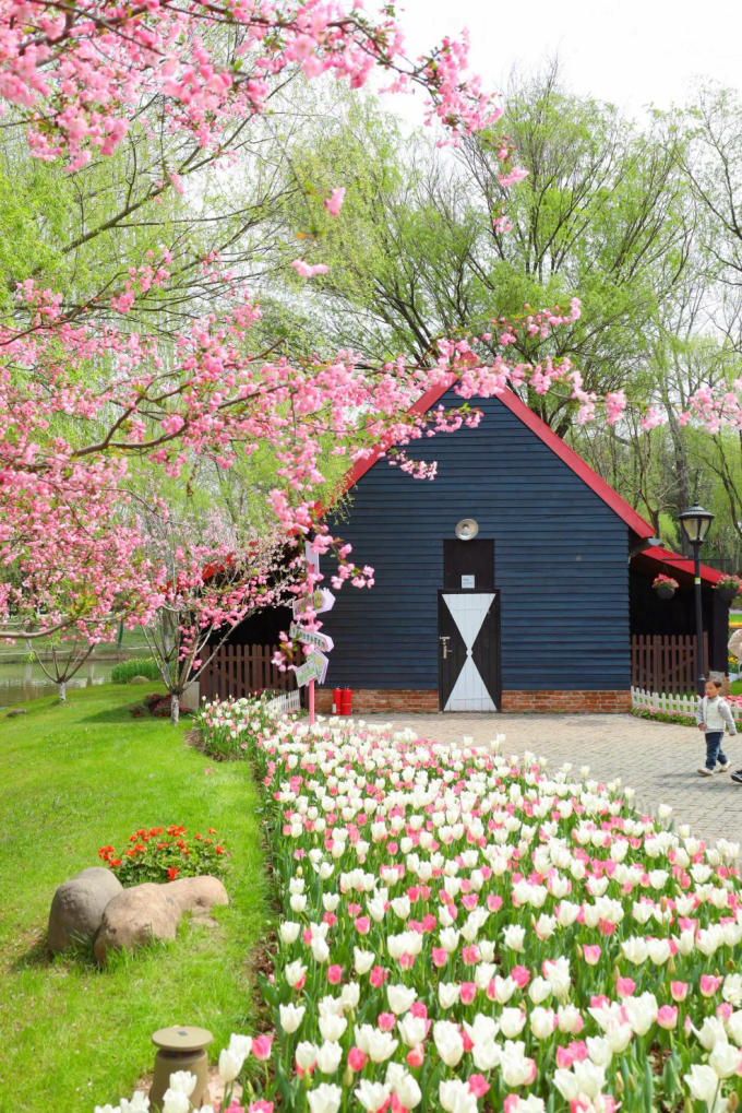 南京滨江公园:郁金香"出圈" 激发春日旅游新活力_腾讯