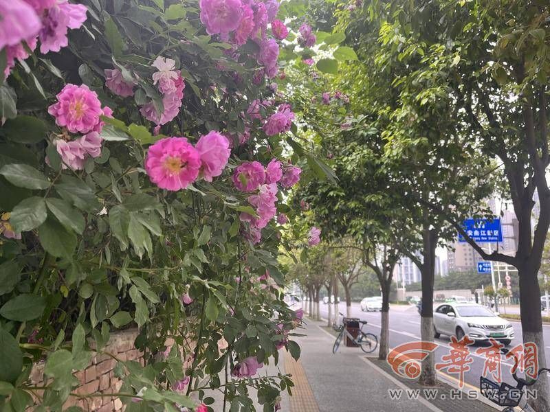 西安主干道上月季花正盛 美到你了吗