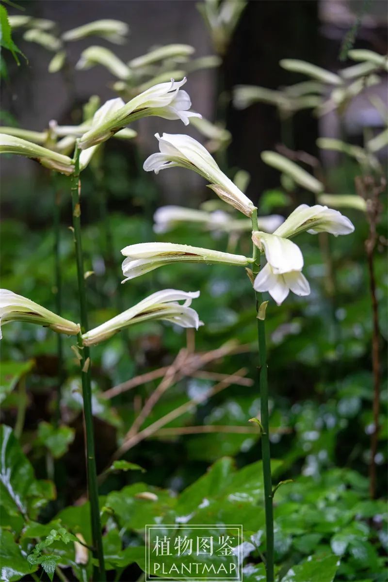 荞麦叶大百合,最不怕热的野花之一