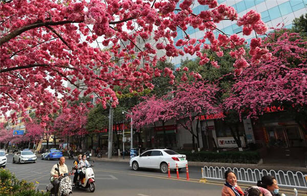 昆明最美樱花大道迎来高光时刻