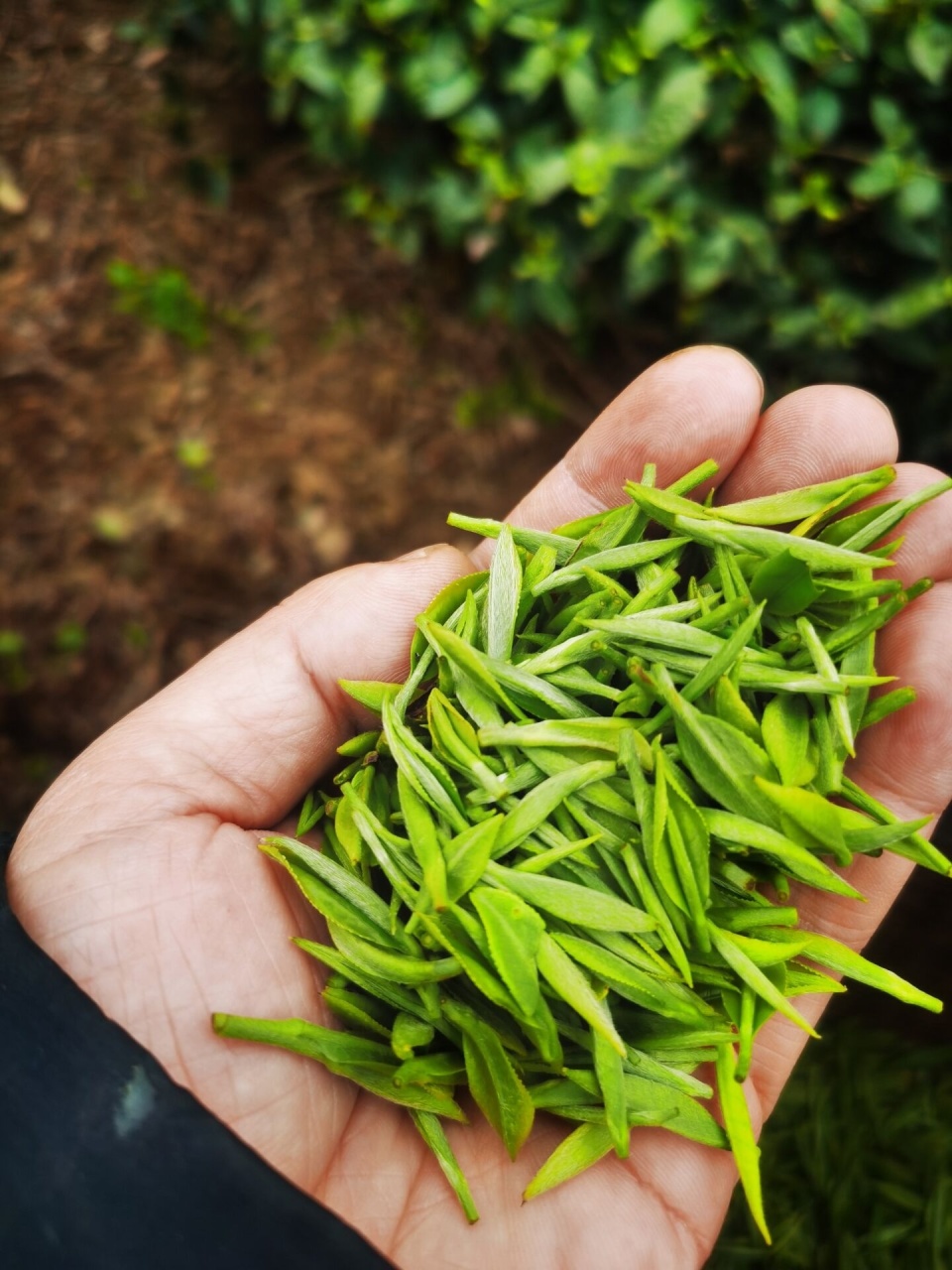 春茶吐新芽 茶农采收忙_腾讯新闻