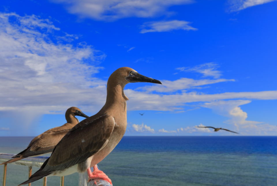 在西沙群岛书写绿色答卷