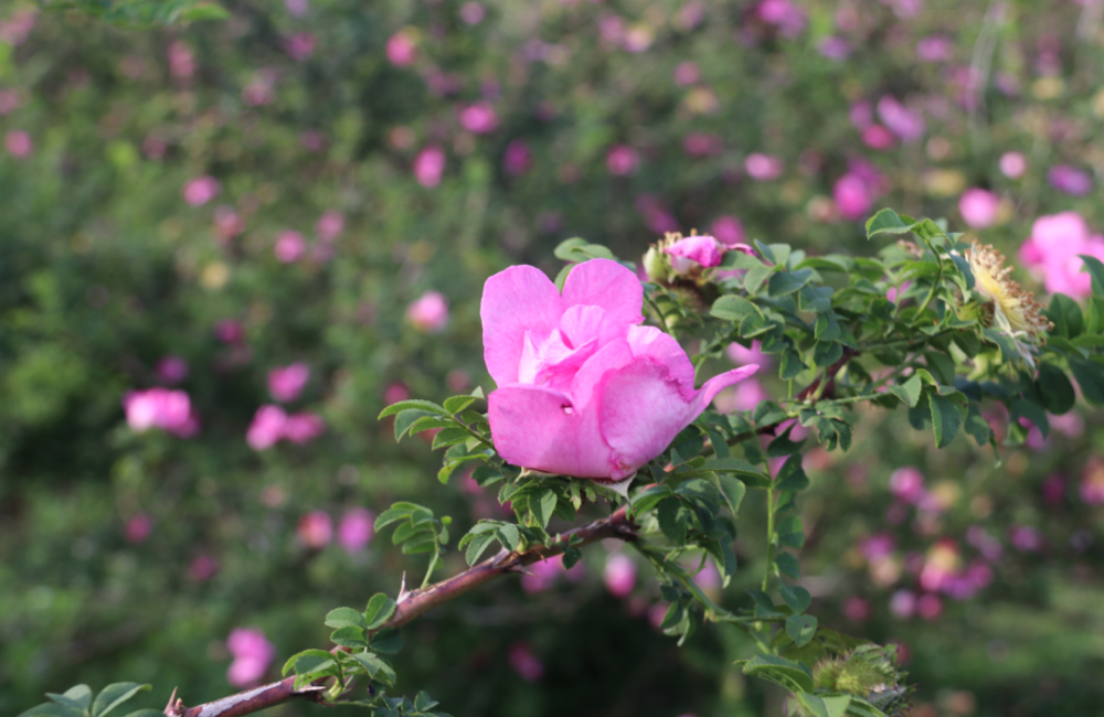 花开了!"黄金果"要来了