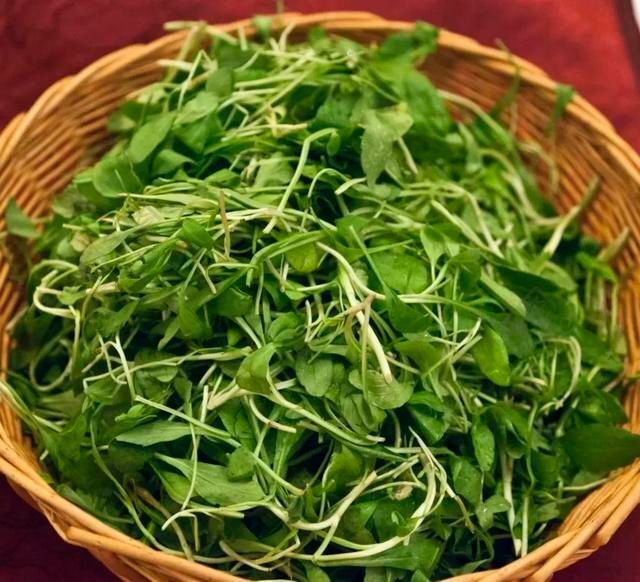 鲜掉牙的马兰头,春分食用正当时_腾讯新闻