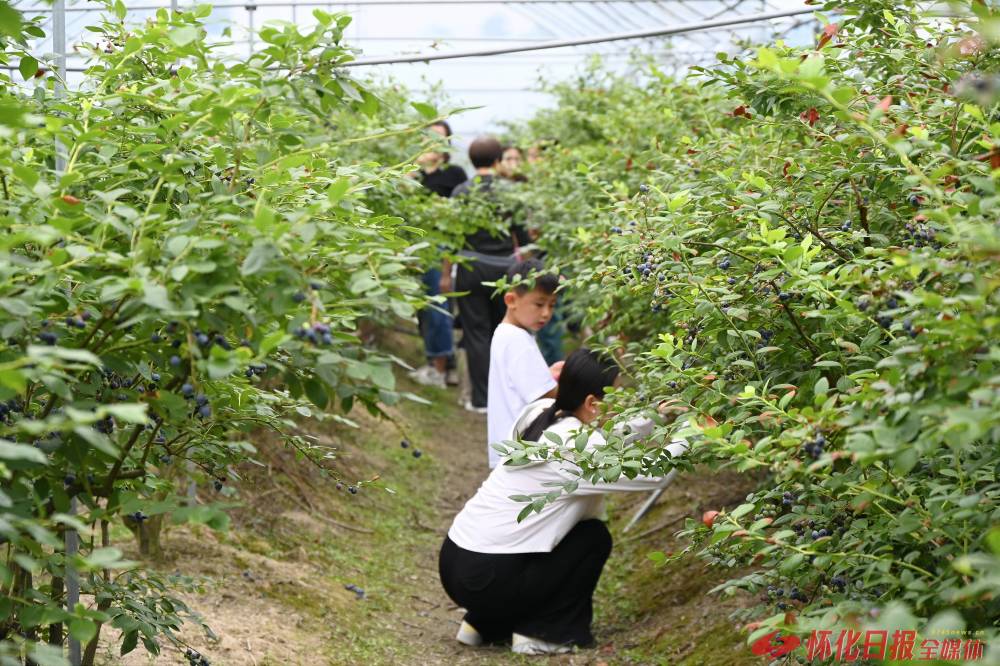 北京蓝莓采摘园图片