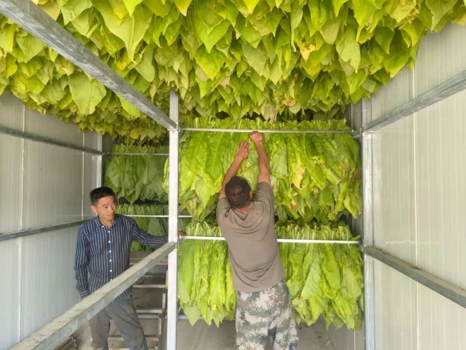 老厂乡:今年第一炉烤烟新鲜出炉