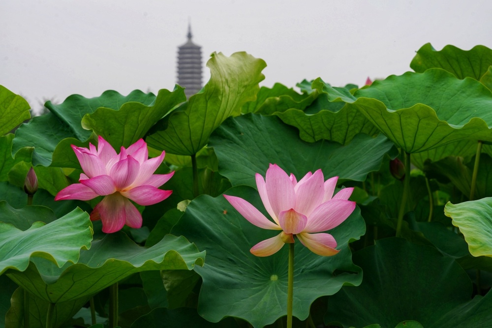 静图片荷花图片