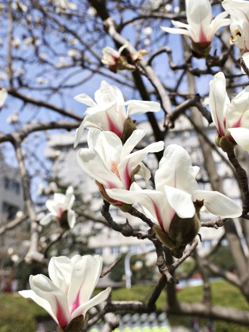 早安洪山 · 玉兰树下坐春风_腾讯新闻