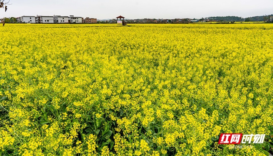 湖南耒阳:油菜花开引客来 邀你邂逅"浪漫春光"