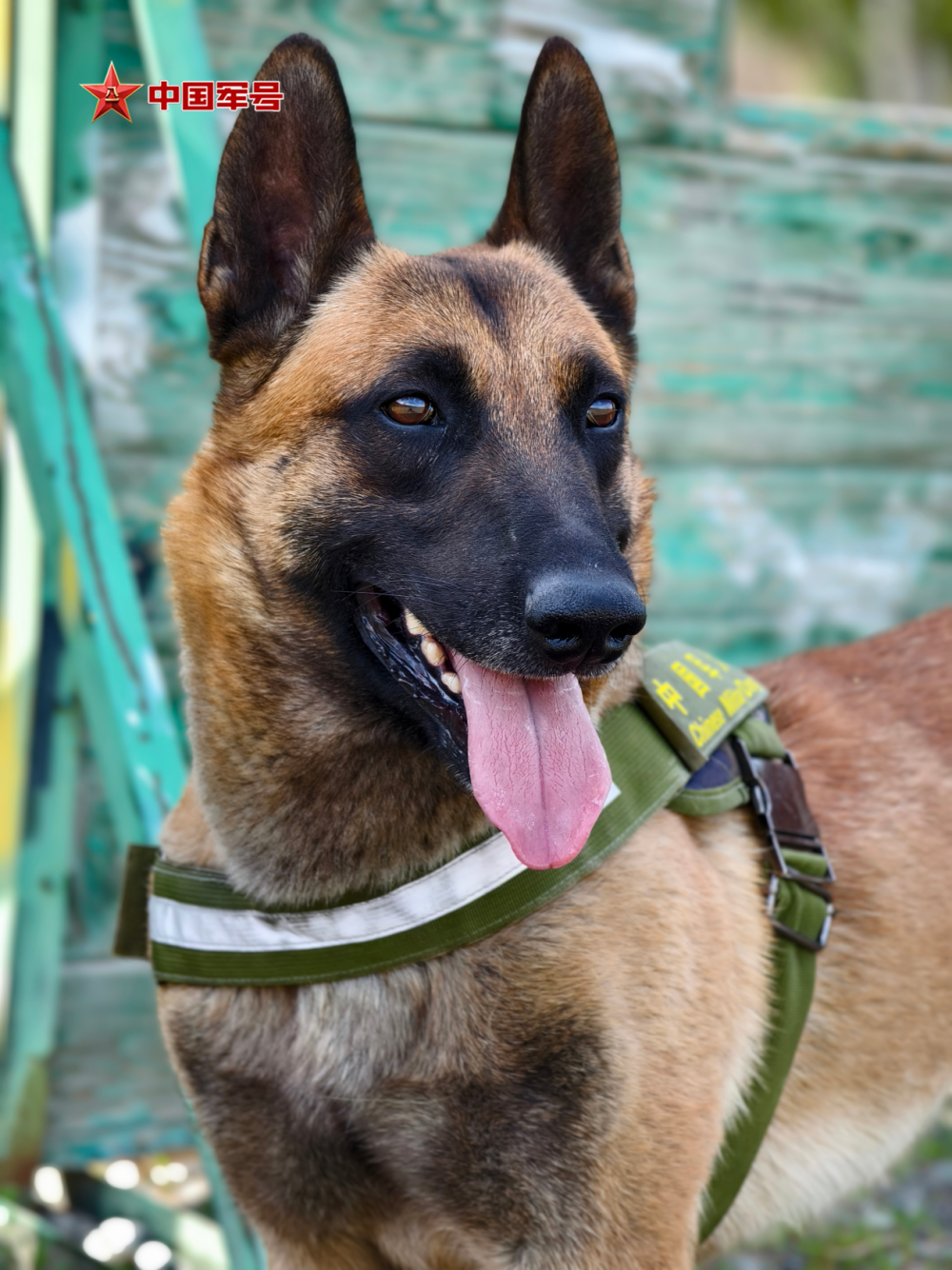 第一成绩,荣立个人二等功一次,所带军犬艾伦(已退役)获评一等功勋犬