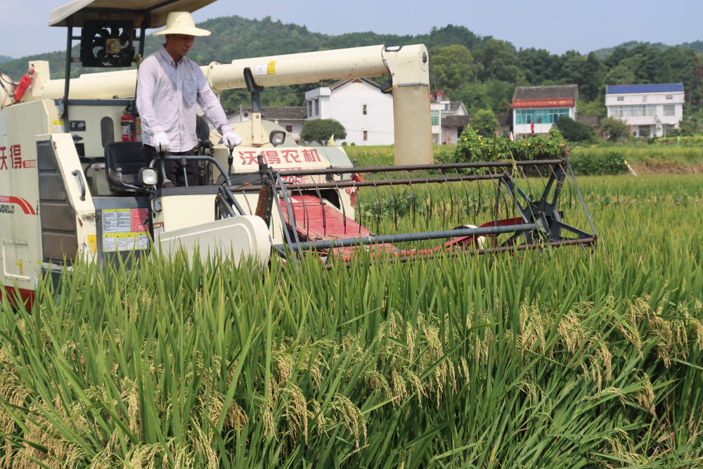 汨罗玮两优8612再生稻头季测产验收亩产超800公斤
