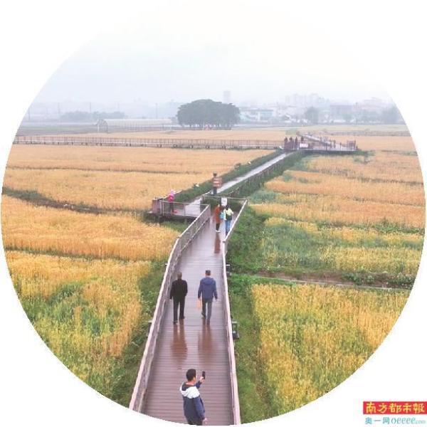 在博罗县各地茶园里,茶树迎着春风悄然萌动,万千新芽陆续探头,迎来了