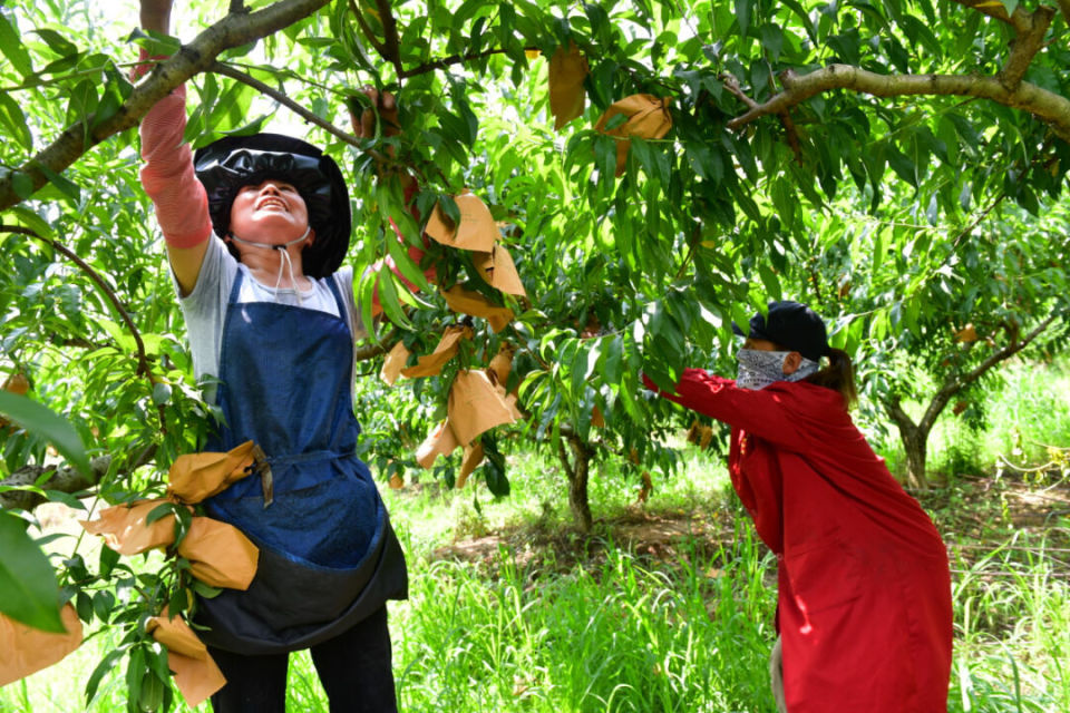 6月11日上午,走进桃李春风农林采摘基地蟠桃园,眼前的蟠桃果园郁郁