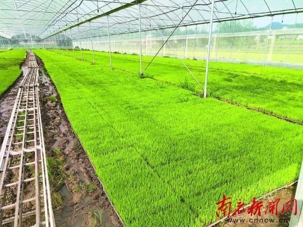 春播育秧正当时不负农时不负春