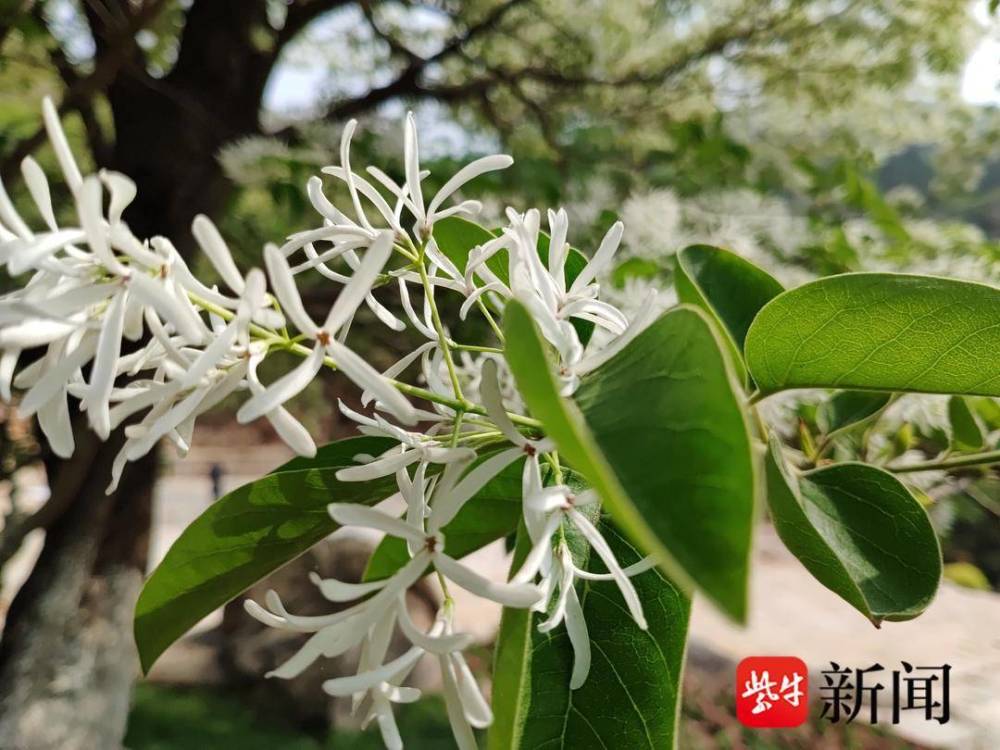 糯米花开千年雌雄同体糯米花树进入盛花期糯米花散发出清幽的芳香