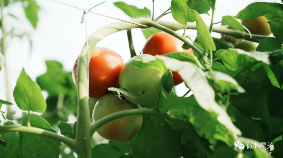 七星关这里红了又绿了!_腾讯新闻