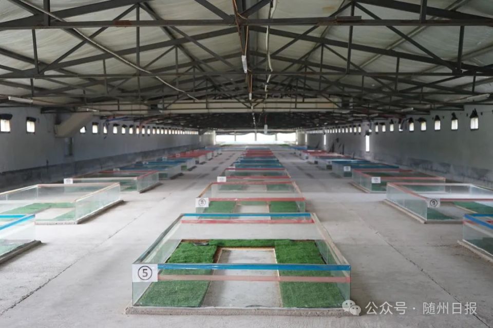 一线调研·乡村智理"36计"|"随州金头蜈蚣"的"毒"门秘籍_腾讯新闻