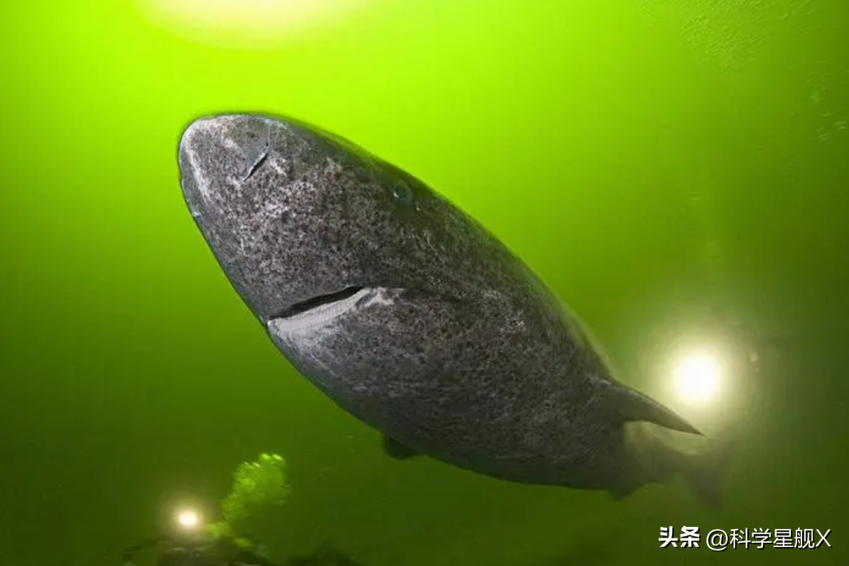 一条16世纪出生的鲨鱼,还活在深海中!