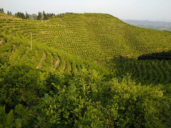 中国油茶基地图片