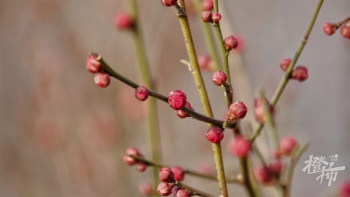 看梅花一般分三個階段:尋梅,探梅和賞梅.