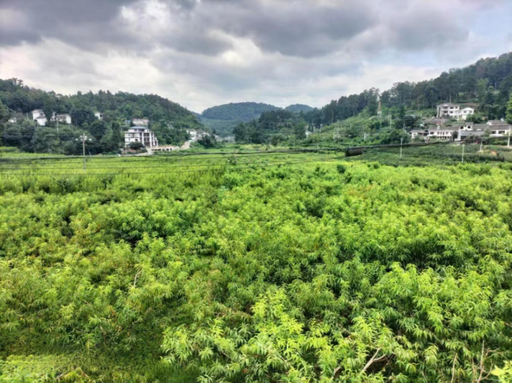 快来尝鲜!息烽温泉镇黄桃熟了