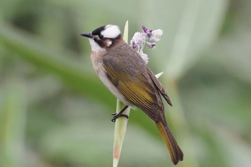 体长约17-22厘米,通体为褐灰色,额至头顶纯黑色而富有光泽,眼上方至后