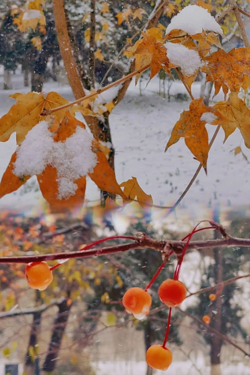 初下雪的图片大全图片