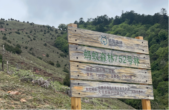 在蚂蚁森林浇水,真能长出树吗?