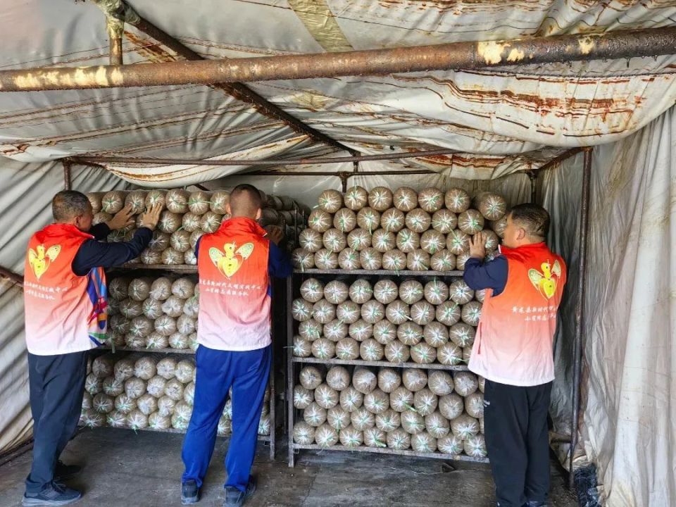 【走乡村 看振兴】崾崄乡:菌棚里的暖心"菇"事